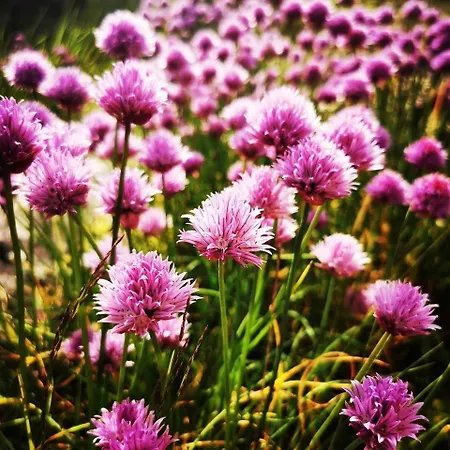 Great House In Centre